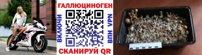 цены   Дивногорск  Псилоцибиновые грибы прущие грибы 